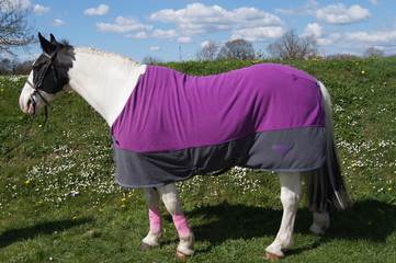 horse wearing tack 
