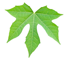 Green Leaf with Clipping Path