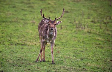 Young Stag, head on
