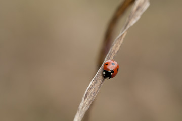 Coccinella