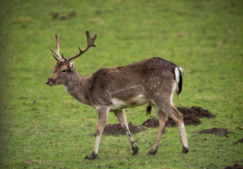 Stag in park