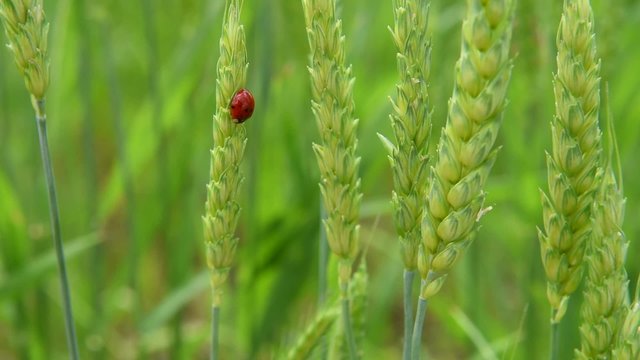 lady bug clinging to wheat field moved by the wind