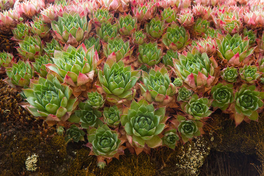  Planta Sempervivum Tectorum ( crasulaceas ) a punto de florecer
