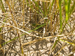 green grasshopper in the grass