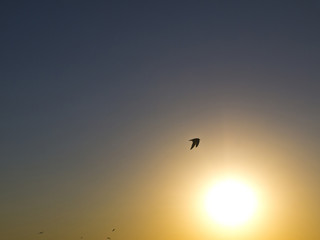 Fototapeta na wymiar gull in front of sunset