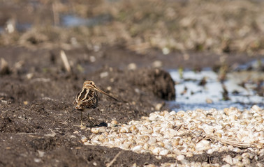 Snipe (Gallinago gallinago)