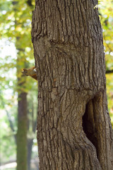 the squirrel sits in a hollow