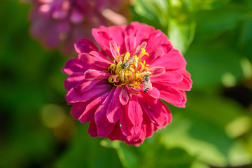 Vivid close up Zinnia flower