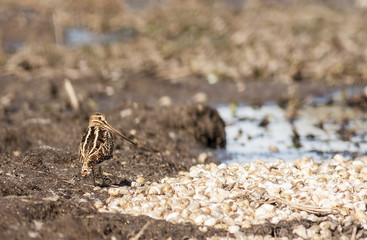 Snipe (Gallinago gallinago)