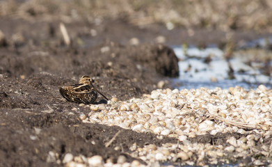 Snipe (Gallinago gallinago)
