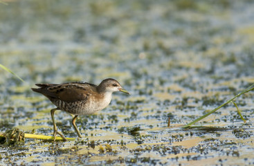 Little Crake