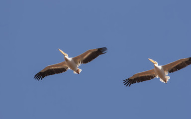 White pelican (Pelecanus onocrotalus)
