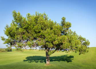 Tree on beautiful grass field
