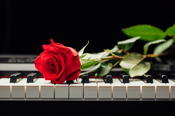 piano keys and red rose