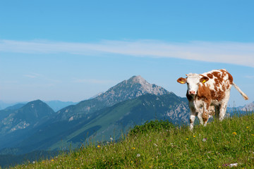 Fototapeta na wymiar Happy cow on pasture in Alpine region. Location Velika planina, Slovenia.