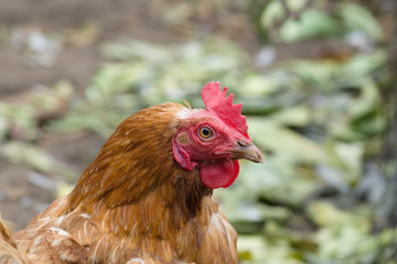 the brown chiken
