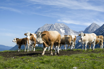 Obraz premium Cattle on the pasture in the European Alpine region. Location Velika planina, Slovenia.