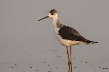 Black-winged Stilt