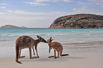 Kangourou Cape Legrand national park 5