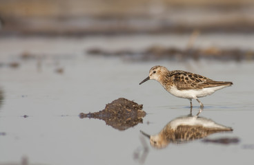 Least Sandpiper