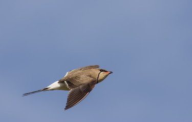 Collared Pratincole