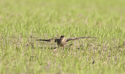 Collared Pratincole