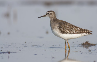 Wood sandpiper