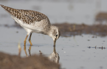 Wood sandpiper