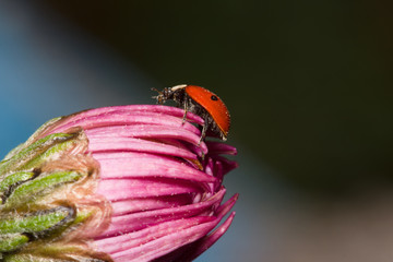 flower with an insect