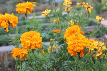 Цветы осеннего сада