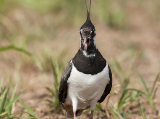 Northern Lapwing
