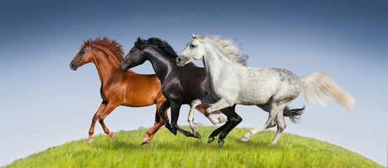 Horses run gallop on green pasture against beautiful sky
