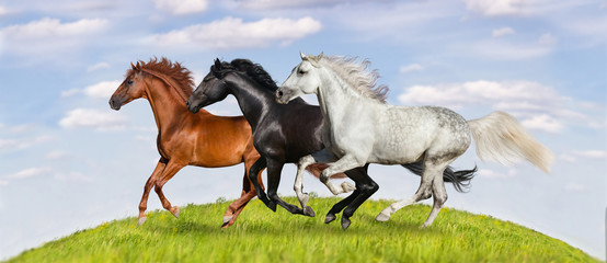 Horses run gallop on green pasture against beautiful sky