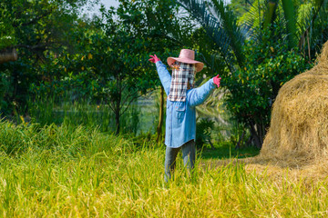 scarecrow in the field