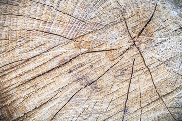 Fototapeta premium wood