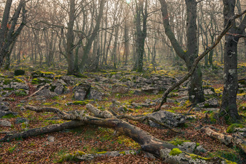 Beech tree forest in autumn with sun rays