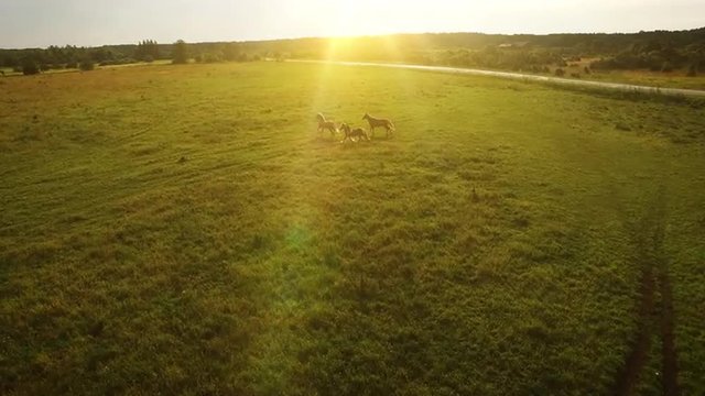 Aerial drone shot of brown horses running in the field.