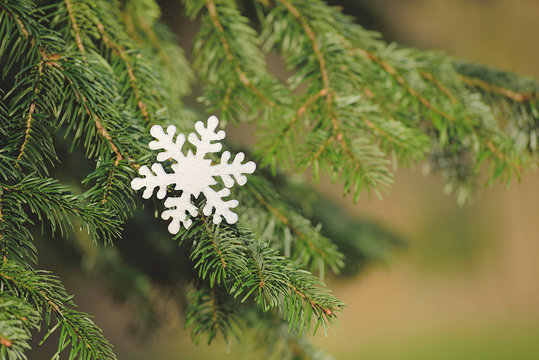 Snowflake on a pine branch