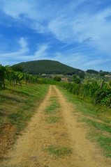 Fototapeta na wymiar Panoramic view of a vineyard in Italy