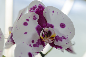 close up orchid