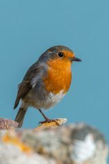 A robin on Skomer island against a blue sea. Pembrokeshire, Sept