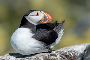 A sitting puffin against a green background.