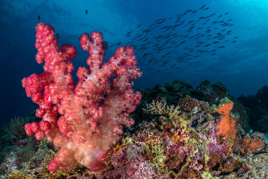 Soft coral with fish shoal in the background, Calanggaman