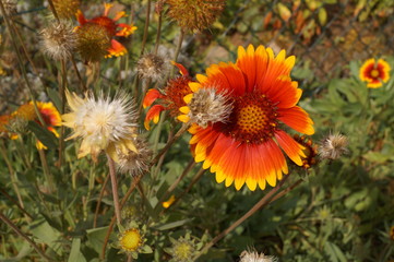 słoneczne kwiaty © Dzikie Wino