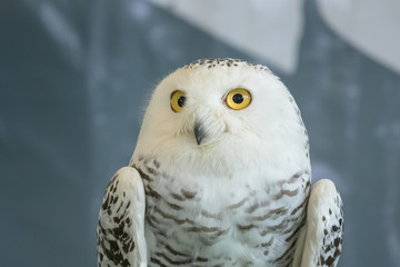 cute snowy owl (Bubo scandiacus),on blur background