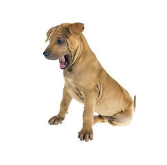 Fototapeta premium Dog portrait on white background