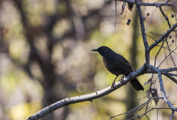 Blackbird (Turdus merula)