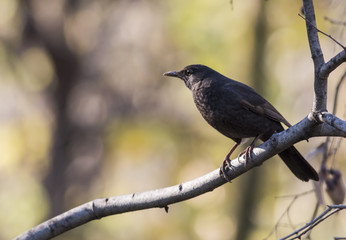 Blackbird (Turdus merula)