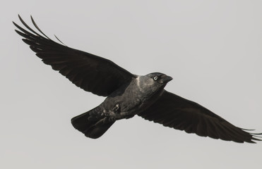 Jackdaw (Corvus monedula)