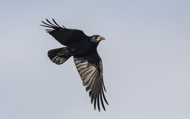 Rook